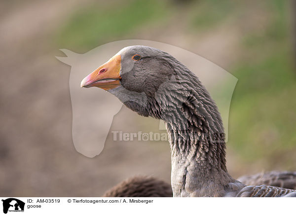 goose / AM-03519