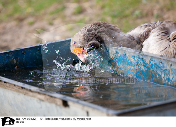 goose / AM-03522