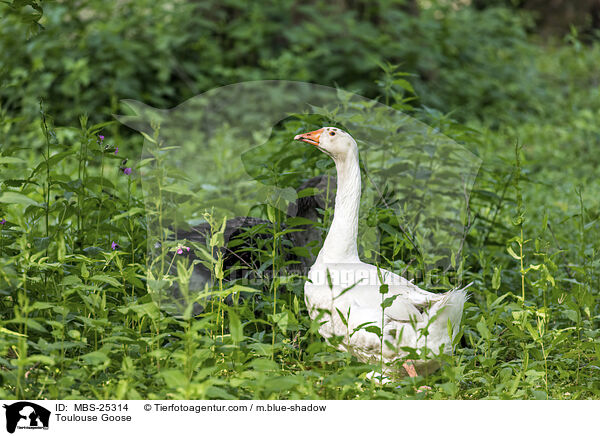 Toulouser Gans / Toulouse Goose / MBS-25314