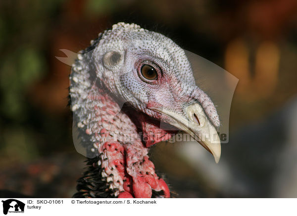 turkey / SKO-01061