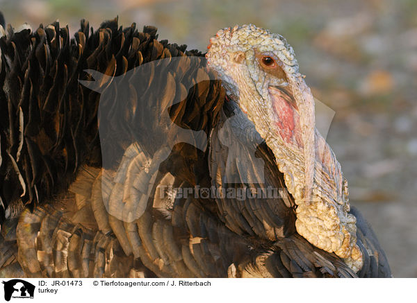 Truthahn / turkey / JR-01473