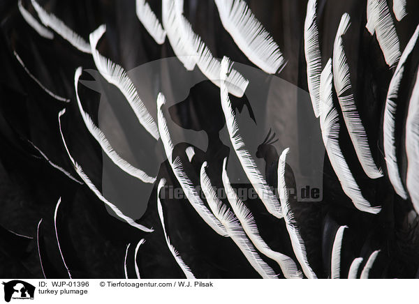 Pute Gefieder / turkey plumage / WJP-01396
