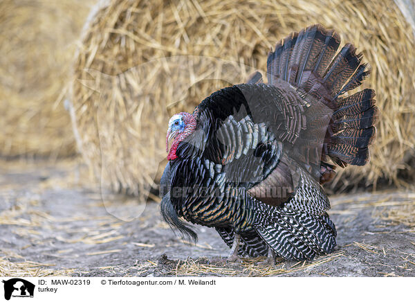 Truthahn / turkey / MAW-02319