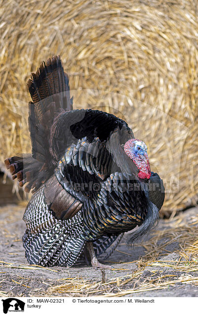 Truthahn / turkey / MAW-02321