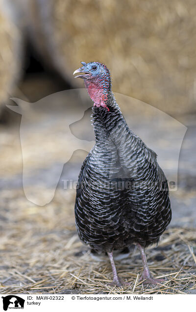 Truthahn / turkey / MAW-02322