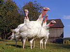 turkey