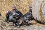 turkey