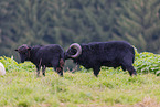 Ushant sheeps