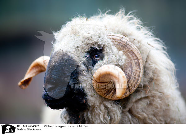 Valais Blacknose / MAZ-04371