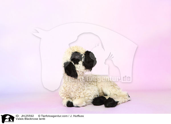 Walliser Schwarznasenschaf Lamm / Valais Blacknose lamb / JH-25592
