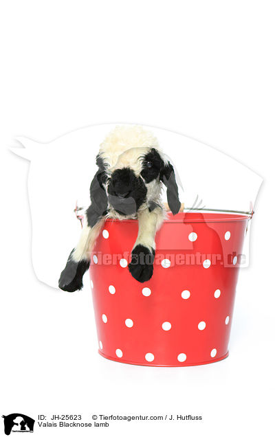 Walliser Schwarznasenschaf Lamm / Valais Blacknose lamb / JH-25623