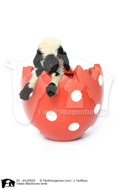 Walliser Schwarznasenschaf Lamm / Valais Blacknose lamb / JH-25625
