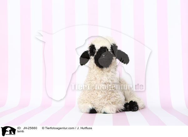 Lamm / lamb / JH-25660