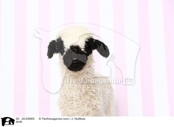 Lamm / lamb / JH-25665