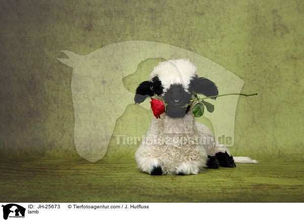 Lamm / lamb / JH-25673