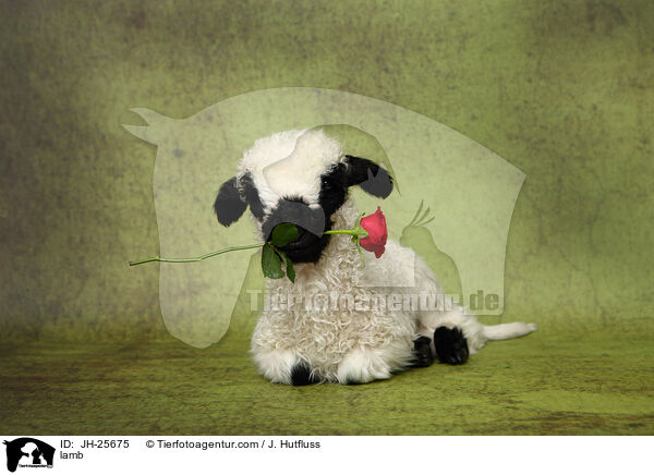 Lamm / lamb / JH-25675