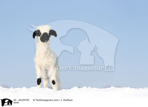 Lamm / lamb / JH-25700