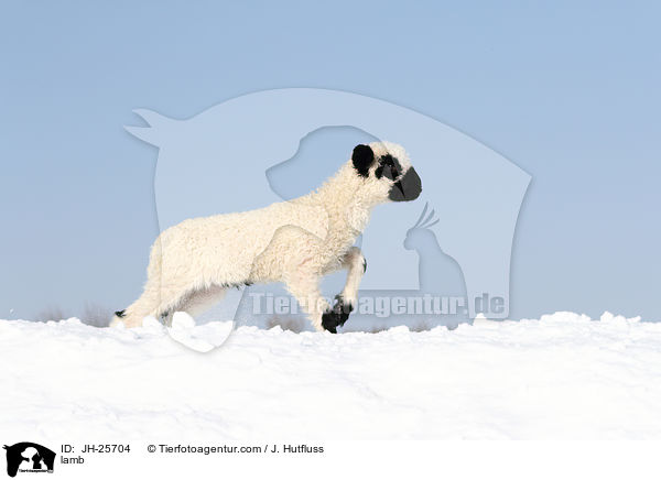 Lamm / lamb / JH-25704