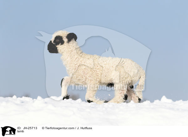 Lamm / lamb / JH-25713