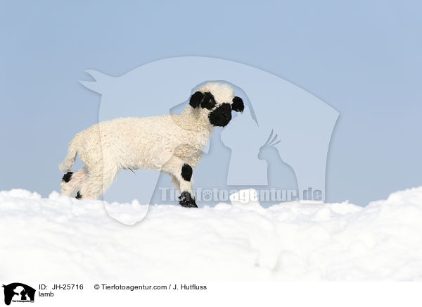 Lamm / lamb / JH-25716