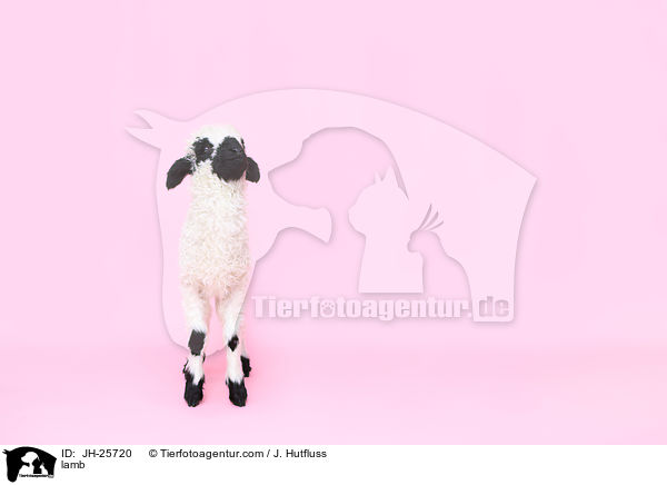 Lamm / lamb / JH-25720