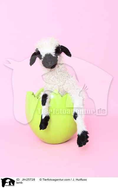 Lamm / lamb / JH-25728