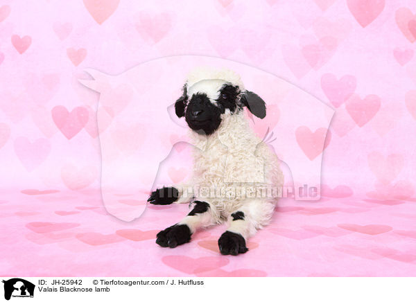 Walliser Schwarznasenschaf Lamm / Valais Blacknose lamb / JH-25942