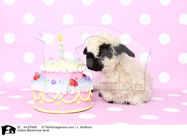 Walliser Schwarznasenschaf Lamm / Valais Blacknose lamb / JH-25980