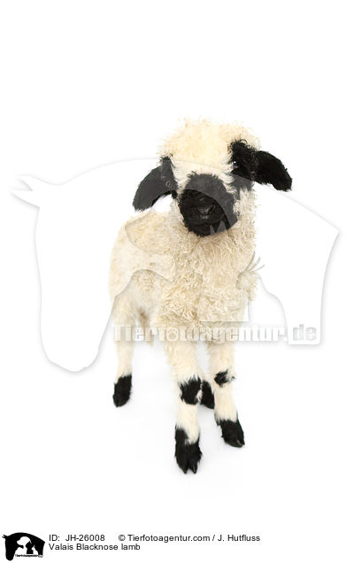 Walliser Schwarznasenschaf Lamm / Valais Blacknose lamb / JH-26008