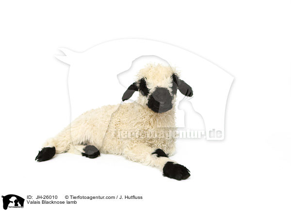 Walliser Schwarznasenschaf Lamm / Valais Blacknose lamb / JH-26010