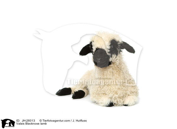 Walliser Schwarznasenschaf Lamm / Valais Blacknose lamb / JH-26013