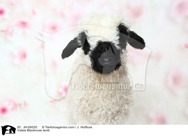 Walliser Schwarznasenschaf Lamm / Valais Blacknose lamb / JH-26020