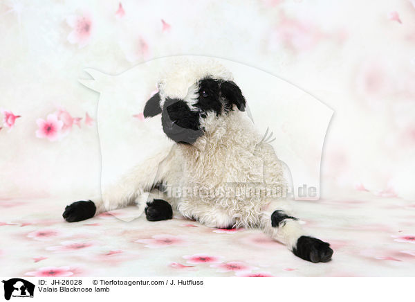 Walliser Schwarznasenschaf Lamm / Valais Blacknose lamb / JH-26028