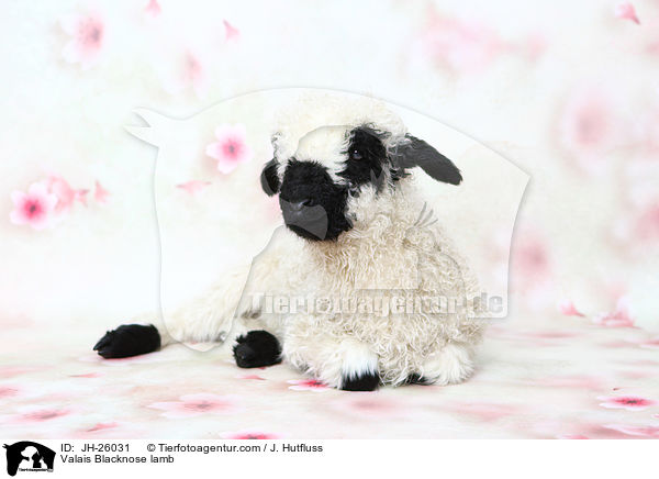 Walliser Schwarznasenschaf Lamm / Valais Blacknose lamb / JH-26031