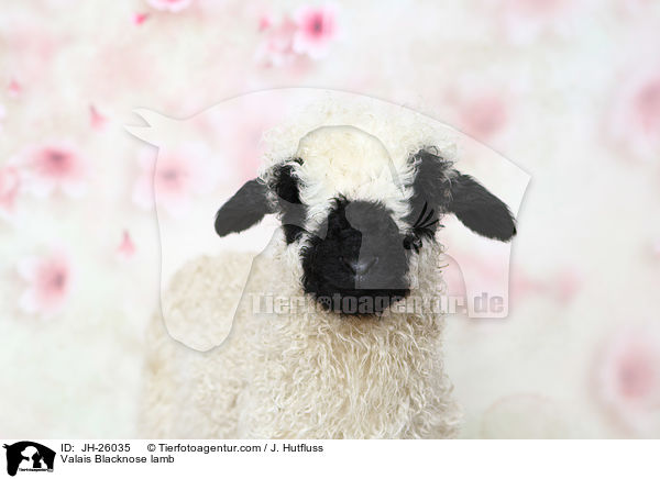 Walliser Schwarznasenschaf Lamm / Valais Blacknose lamb / JH-26035