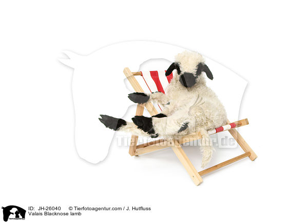Walliser Schwarznasenschaf Lamm / Valais Blacknose lamb / JH-26040