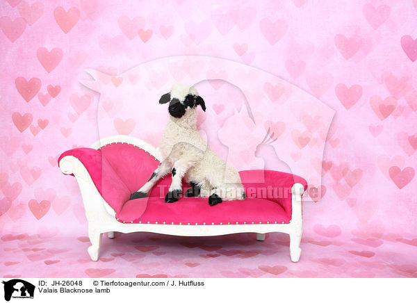 Walliser Schwarznasenschaf Lamm / Valais Blacknose lamb / JH-26048