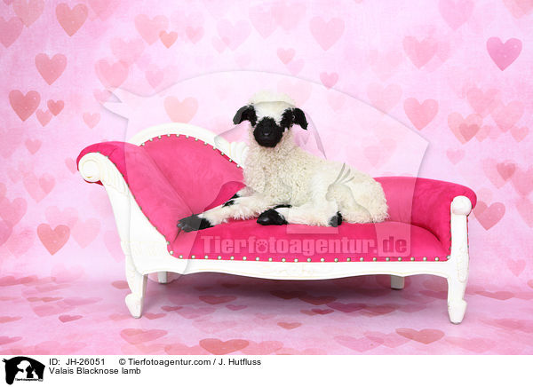 Walliser Schwarznasenschaf Lamm / Valais Blacknose lamb / JH-26051