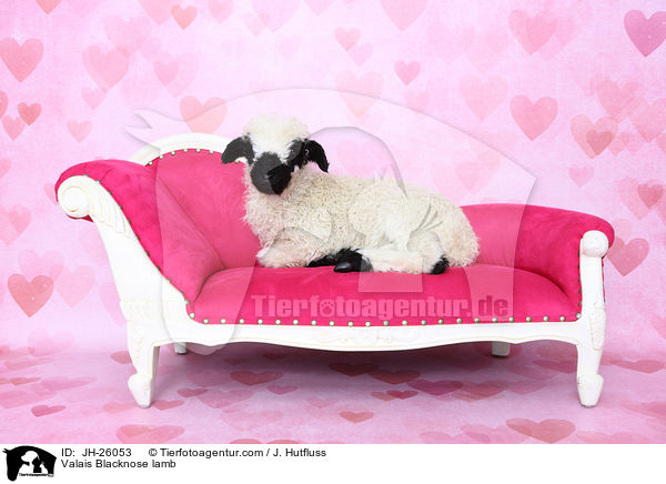 Walliser Schwarznasenschaf Lamm / Valais Blacknose lamb / JH-26053