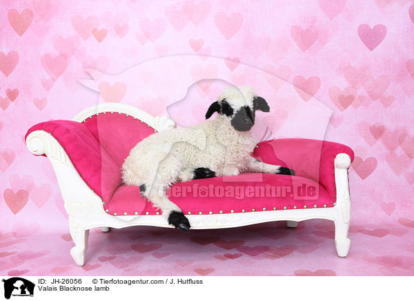Walliser Schwarznasenschaf Lamm / Valais Blacknose lamb / JH-26056