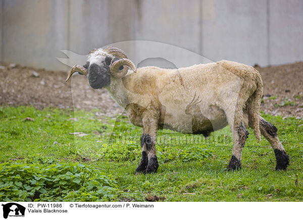 Walliser Schwarznasenschaf / Valais Blacknose / PW-11986
