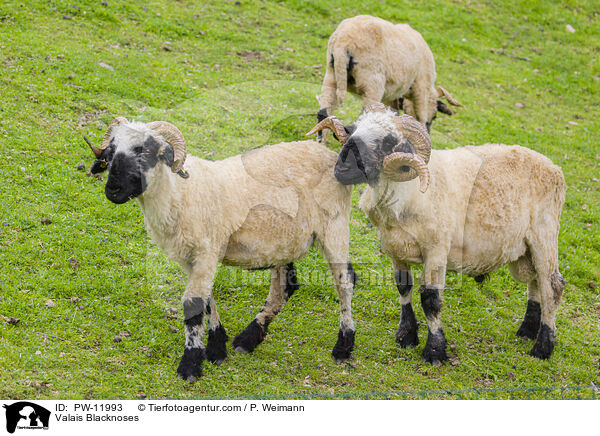 Walliser Schwarznasenschafe / Valais Blacknoses / PW-11993