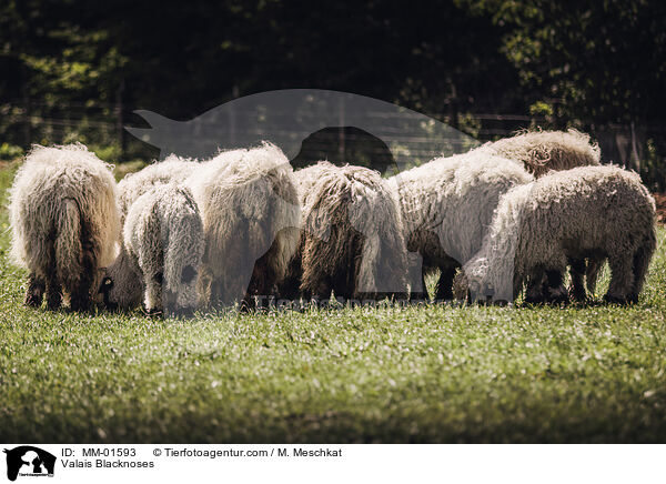 Walliser Schwarznasenschafe / Valais Blacknoses / MM-01593