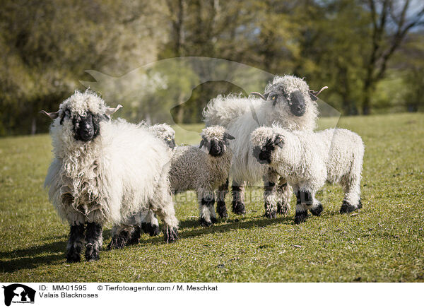 Walliser Schwarznasenschafe / Valais Blacknoses / MM-01595