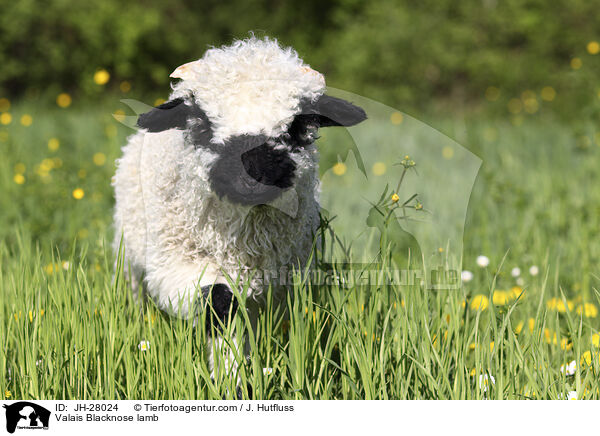 Valais Blacknose lamb / JH-28024