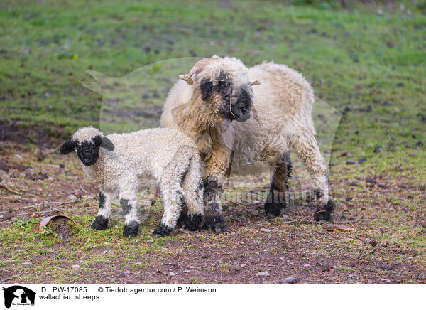 Walliser Schwarznasenschafe / wallachian sheeps / PW-17085