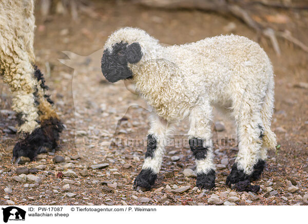 Walliser Schwarznasenschaf / wallachian sheep / PW-17087