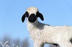 Valais Blacknose lamb