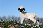 Valais Blacknose lamb