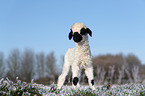 Valais Blacknose lamb